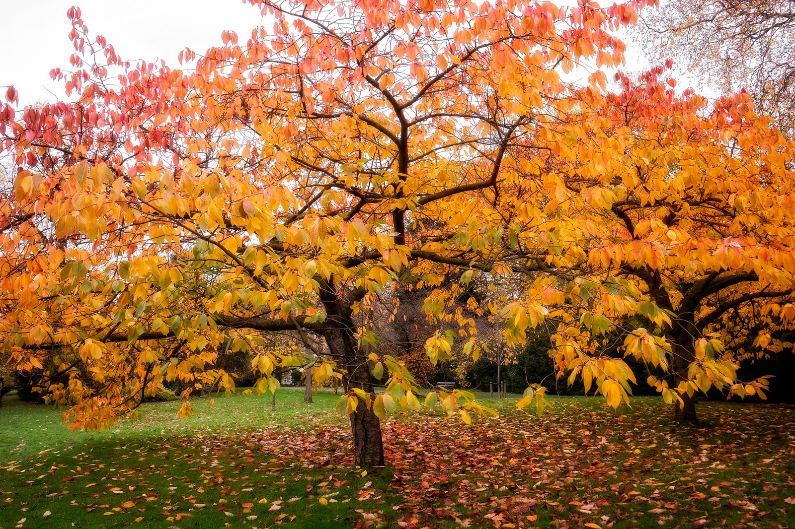 Where To Find Autumn Leaves In London The Real Britain Company