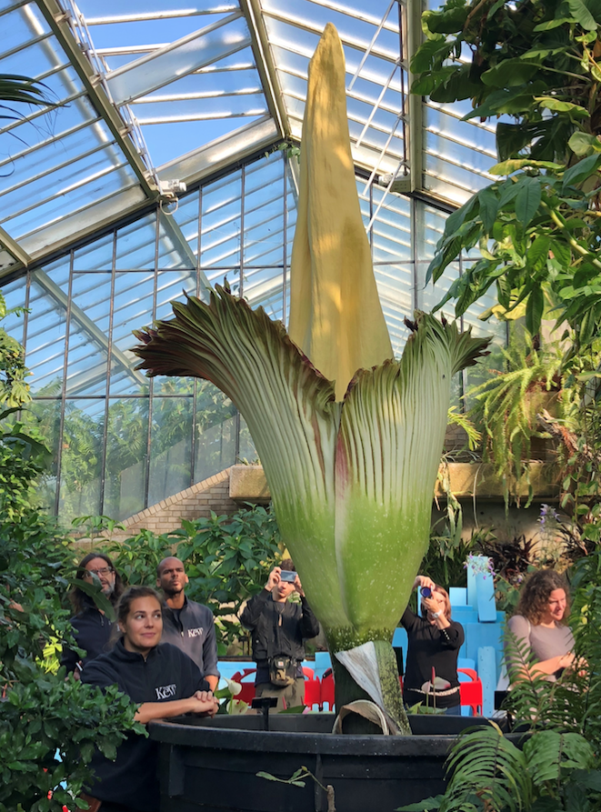 A huge ‘corpse flower’ stinking of rotting flesh has bloomed at Kew ...