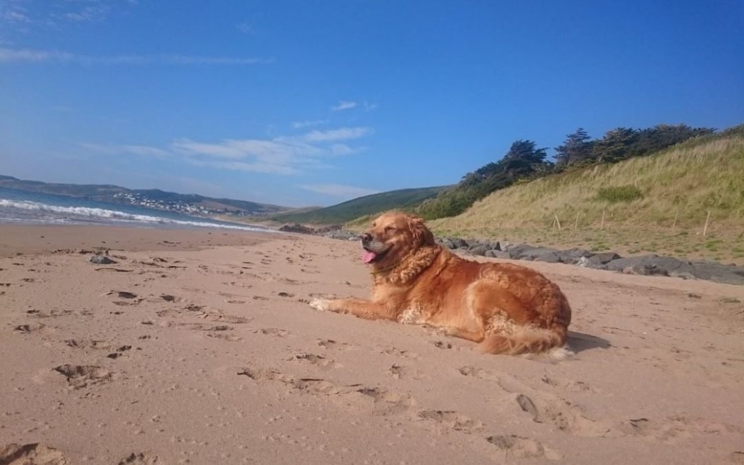 best-dog-friendly-holidays-in-the-uk-which-one-gets-your-vote-the