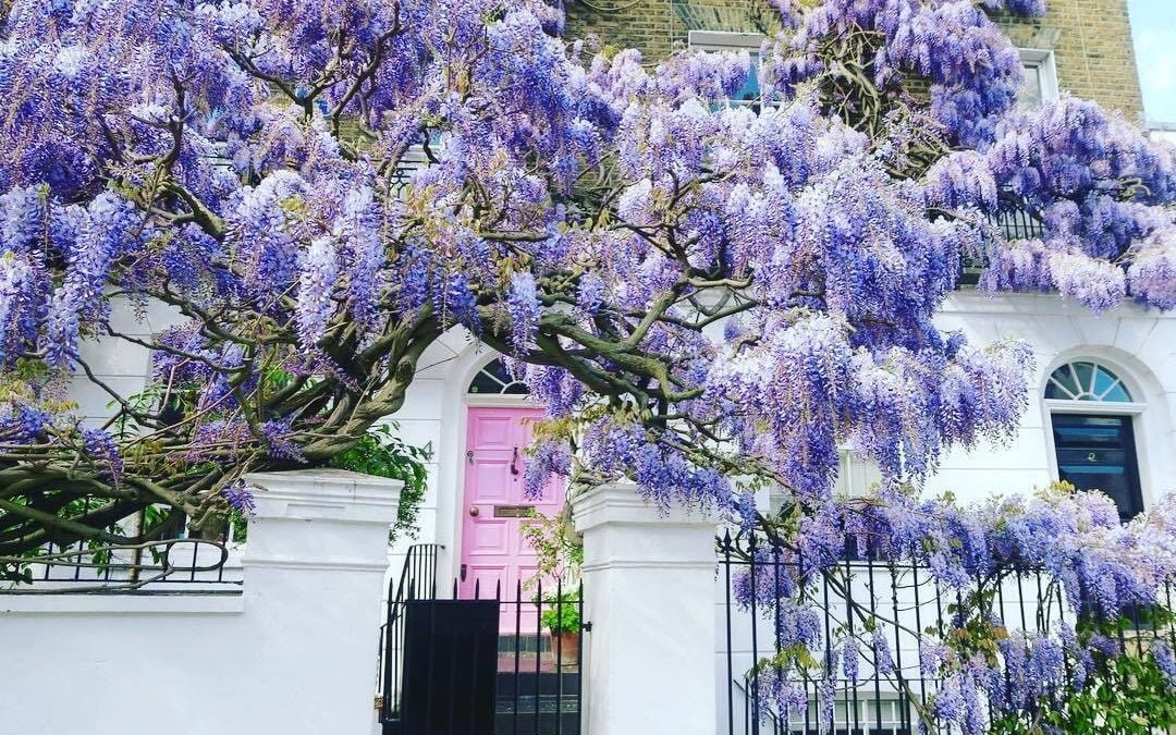 Wisteria hysteria is still rife in London. Take a look at these ...