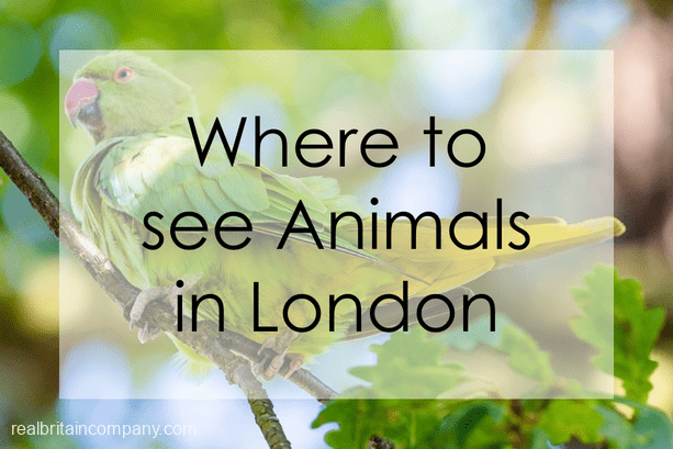 where-to-see-animals-in-london-the-real-britain-company