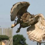Falconry in Dorset