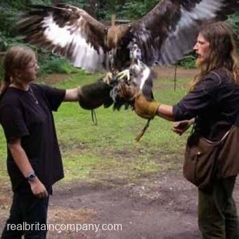 Falconry Edinburgh