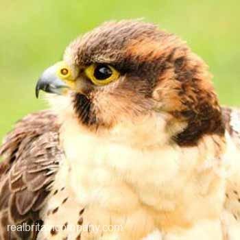 Falconry West Sussex