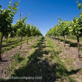 Sparkling Wine Tour East Sussex