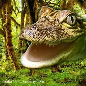 Crocodile Encounters