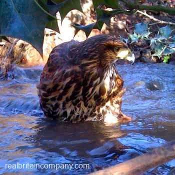 Falconry North Wales