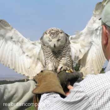 Falconry in Northumberland