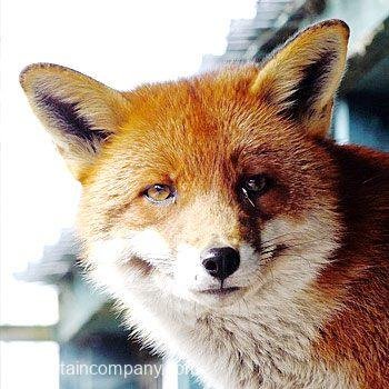 Animal Keeper Experiences Shropshire