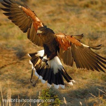 Falconry Derbyshire