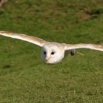 Owl Encounter Derbyshire