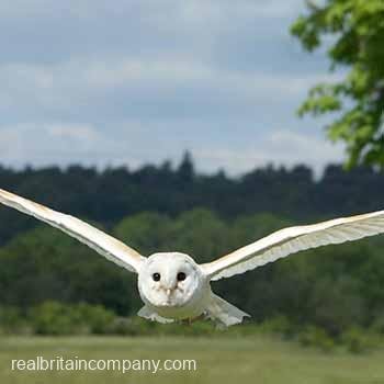 Falconry Herefordshire