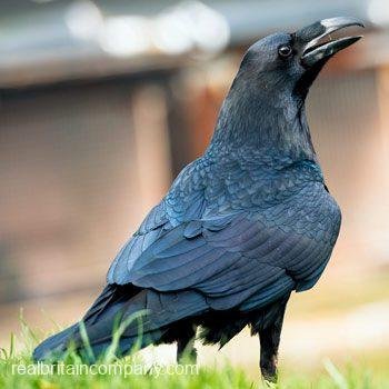 Meet Loki the Raven Essex - The Real Britain Company