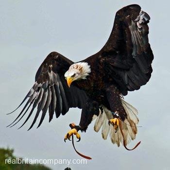 Birds of Prey Dorchester