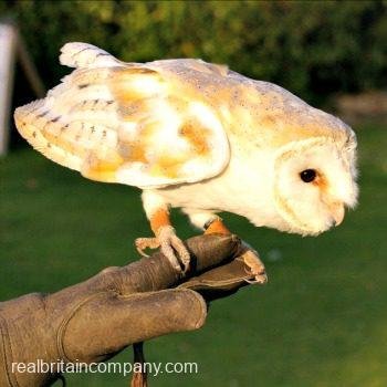 Falconry Oxfordshire
