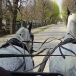Carriage Driving West Sussex