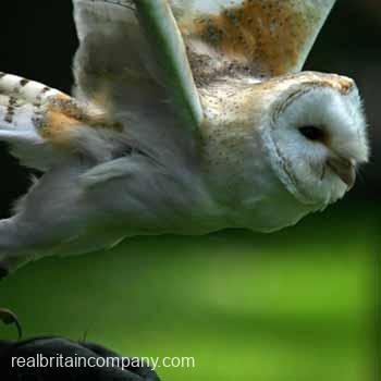 Falconry Nationwide Half Day