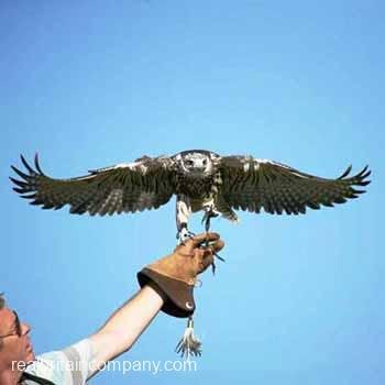 Falconry Gloucestershire