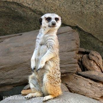 Meet the Meerkats for Two Oxfordshire