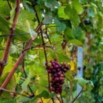 Kingscote Estate & Winery Tours for Two