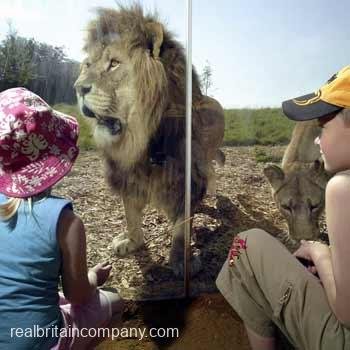 London Zoo & Meal for Two