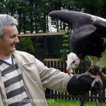 Falconry Birmingham