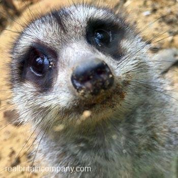 Meerkat Encounter in Kent