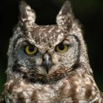 Owl Experience East Sussex