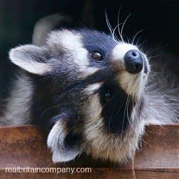 Raccoon Experience for Two