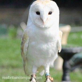 Falconry in Cheshire