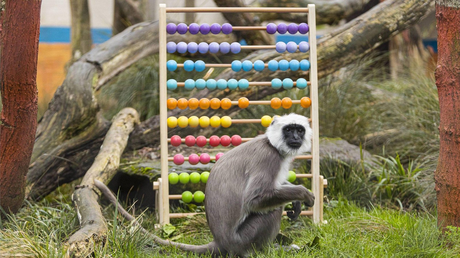 the-annual-weigh-in-for-animals-at-london-zoo