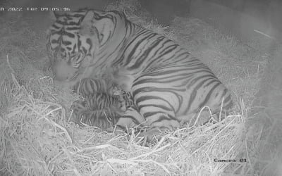 Three endangered Sumatran tiger cubs have been born at London Zoo