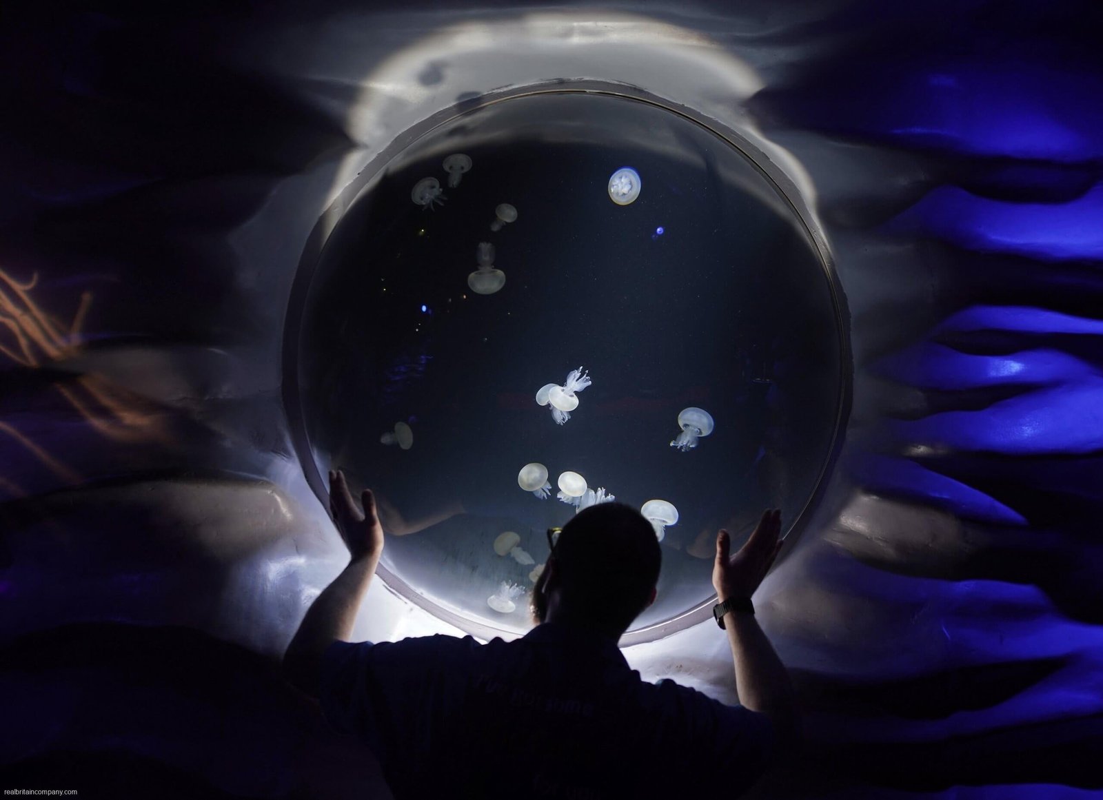 UK’s largest jellyfish to go on display at Sea Life London Aquarium